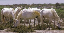Camargue Atı Türleri ve Özellikleri