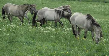 Sorraia Türleri ve Özellikleri