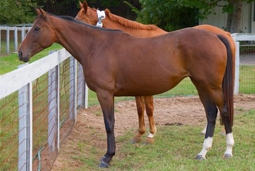 Trakehner Atları Türleri ve Özellikleri